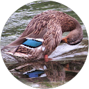 Anna Simone profile picture